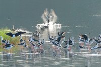 候鳥群到訪金城湖　竹市水鳥季引領感受濕地之美