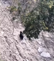 南投南豐、翠華村首度目擊台灣黑熊　林保署監測