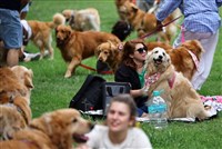 阿根廷超大型狗聚　逾千隻黃金獵犬擠爆公園拚世界紀錄