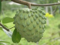 釋迦產季登場　產量回升47%仍未達往年水準