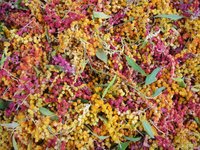 強化紅藜台灣特有種證據 中山大學首建國際生長編碼