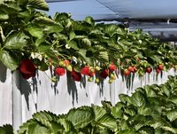 苗栗大湖草莓季登場  農會推全新相關商品