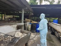 屏東查獲違規廚餘養豬　開罰80萬、畜牧場清消