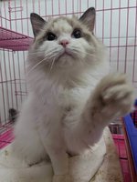 盼品種貓重獲新生　竹縣動保所12/19開放認養