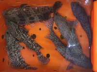 馬公漁民退潮垂釣大豐收　2天釣起近30尾原生石斑