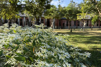 氣溫下降白雪木盛開　台南水道博物館花季登場