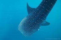 關切軟骨魚類　CITES保育鯨鯊禁止國際間交易