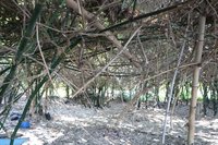 嘉縣大林鎮公所發放筍農現金紓困 每公頃2萬元