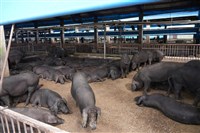 廚餘養豬恐增飼養成本　農業部組黑豬輔導團