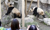 上野動物園大貓熊將返中　日民眾不捨與質疑聲交錯