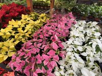 提前迎接耶誕　台北花市打造沉浸式主題專區