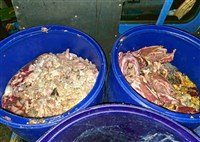 團膳業廚餘去化　環部：年底前可自行租車清運