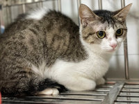 北市女子虐待動物案　動保處列黑名單安置1犬9貓