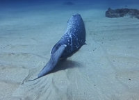 小琉球發現死亡鯨豚　海保署初步留置自然分解