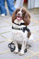 緝毒犬「可樂」助高雄刑大立功　曾搜索毒品工廠