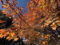 玉山塔塔加楓紅大爆發　沿路山坡如被打翻的調色盤