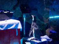 台中海洋館企鵝禁食20小時  只為進行年終大體檢