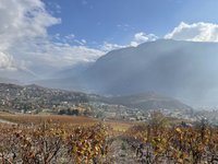 守護葡萄酒文化資產　瑞士國會挺酒農度過難關