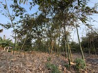 屏東廢竹難就地破碎　鍾佳濱籲筍農成立產銷班因應