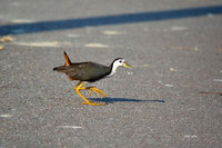 網傳移工烹食野鳥　台南環團籲勿隨意捕殺護棲地