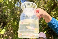 台灣白魚曾消失半世紀　生態工法改善棲地數量回升