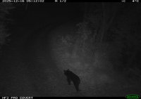 黑熊出沒梨山佳陽部落產業道路　大甲溪南岸首記錄