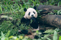 天冷北市動物園兩樣情　非洲象吹暖氣大貓熊有活力