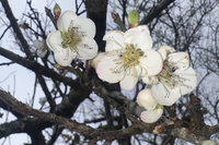 台南梅嶺梅花綻放　估1月中旬盛開