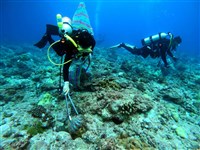 棘冠海星破壞東沙珊瑚　國家公園署提多面向防治作為