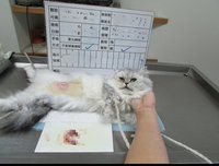 新北寵物絕育補助元旦上路　最高補助2千元