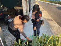 盆栽現不明肉塊嚇壞婦人　警查證為流浪犬藏食物