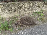 愛沙尼亞選定刺蝟為2026年度動物　喚醒環境保育意識