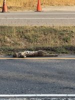彰化和美近海公路發現石虎　疑遭路殺