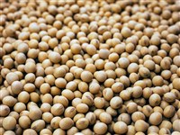 中國增購10船美國大豆  累計總量接近1000萬噸