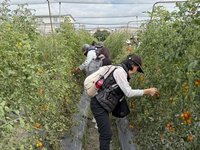 擴展農業人力來源　高市府邀銀髮人才走入農場