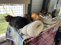 冷氣團來襲　北市動物之家備防寒措施讓犬貓過冬