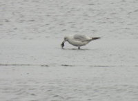 遺鷗台南將軍鹽田現蹤　台灣第5筆紀錄