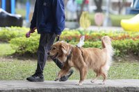 憂醫療斷鏈  動保團體籲人藥用於寵物採負面表列