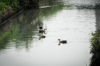 板橋湳仔溝蛻變生態廊道　花嘴鴨連2年成群報到