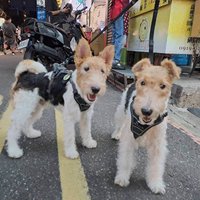 貓狗接種疫苗前先檢查　避免生病時注射