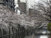日本櫻花前線預測　東京染井吉野櫻有望3/21開花