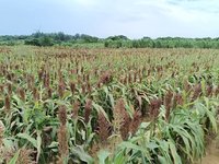 綠色環境獎勵開放申請　桃園市加碼最高4.5萬元