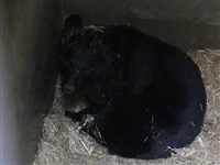 日本罕見黑熊冬眠導覽  盛岡市動物園連日額滿