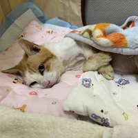 北市動保處偕TNR救援　15歲癱瘓老貓獲終養