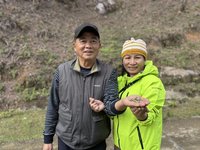 北越山區台灣人身影　十年執著成稀有古樹茶製作先驅