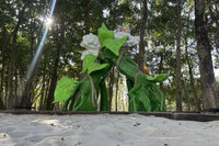 台南水道博物館新裝置藝術　豆藤冒險添園區亮點