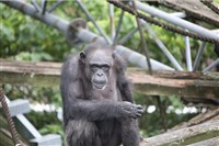 京都大學天才黑猩猩49歲過世　曾助研究人類心智演化