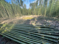 新版林產品溯源規範上路　作業簡化、納竹林產品