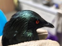 新北陽台玻璃驚見紅眼怪鳥　亞洲輝椋鳥受困獲救