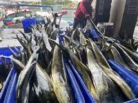 漁業署：美國未禁台灣鬼頭刀  2025外銷成長4成